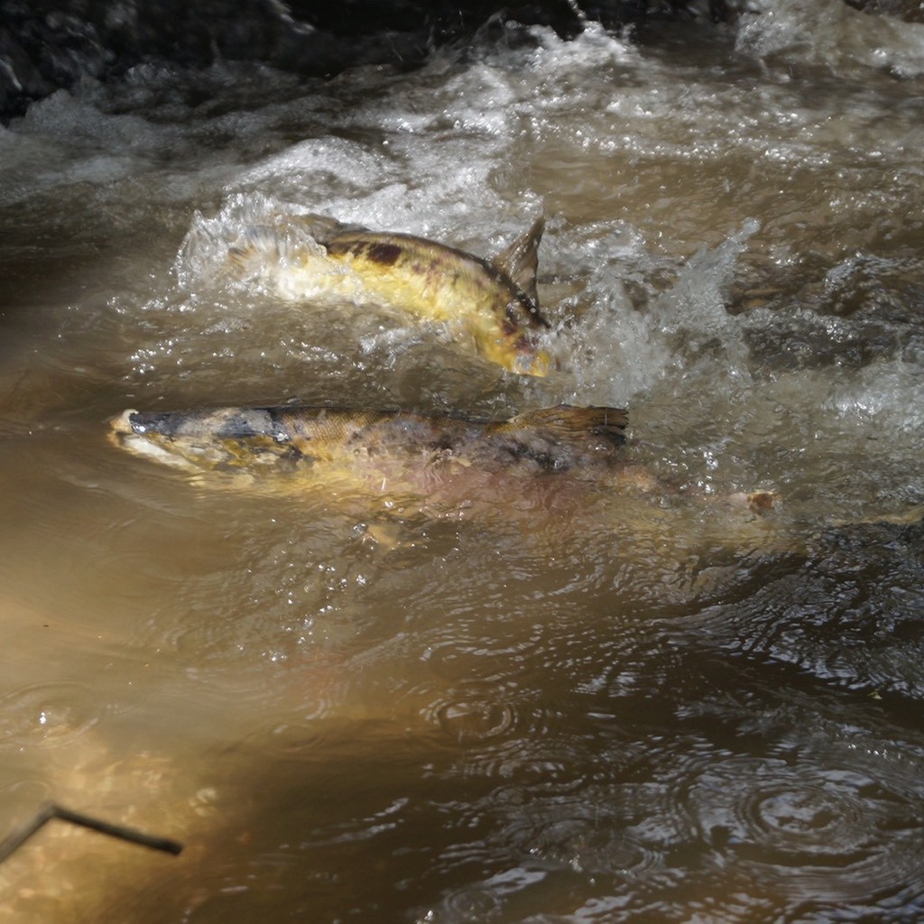 3.11 Recovery Prayer "Salmon Puzzle": An Educational Puzzle Born from Onagawa's Forests and Seas