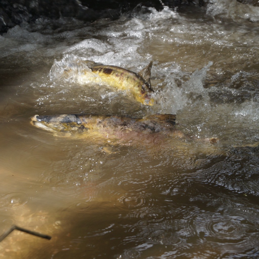 3.11 Recovery Prayer "Salmon Puzzle": An Educational Puzzle Born from Onagawa's Forests and Seas