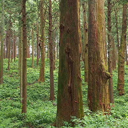 樹齢約100年 国産秋田杉の「酒器・ぐい呑」 秋田 曲げわっぱ