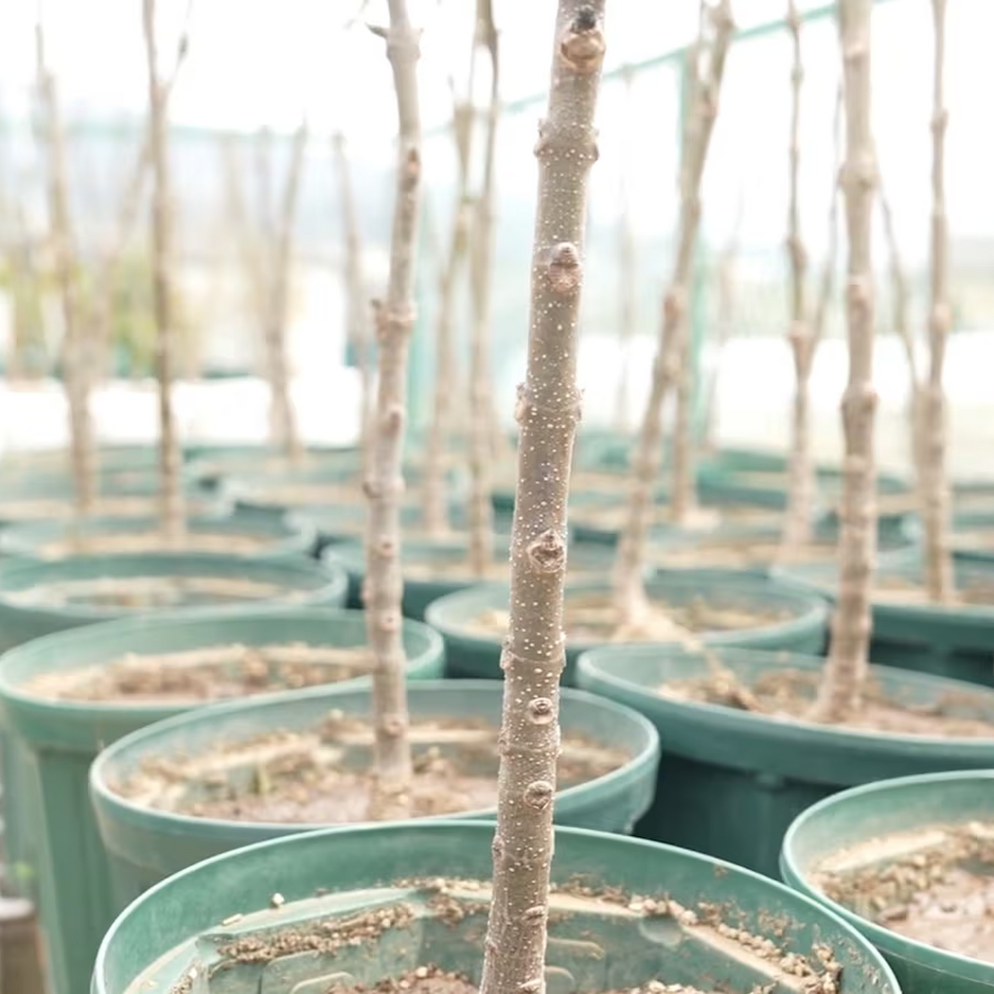 国産桐の米びつ 群馬最後の桐タンス屋が作る