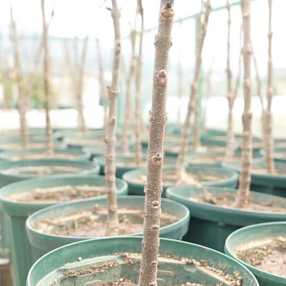 国産桐の米びつ 群馬最後の桐タンス屋が作る