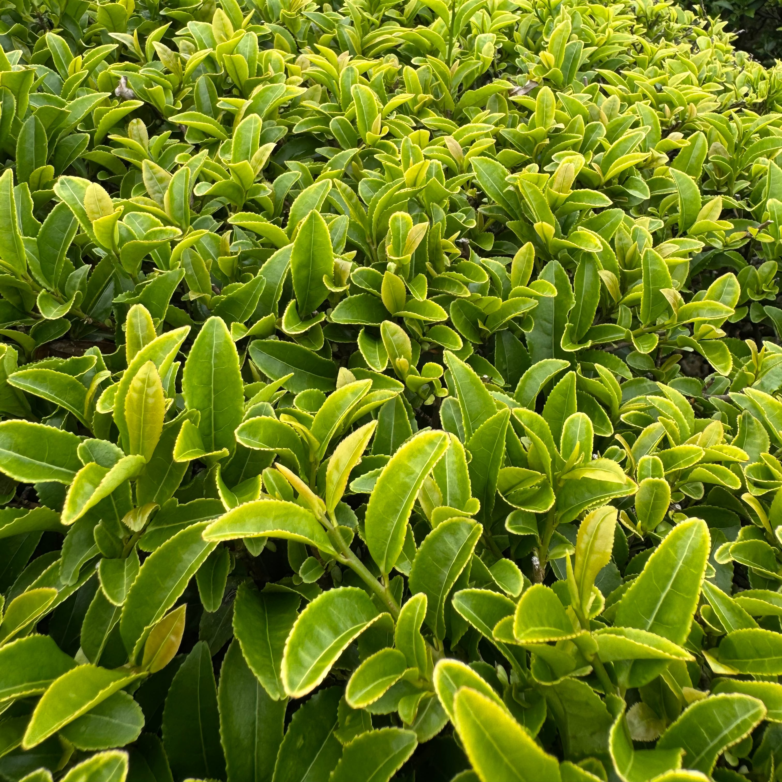 酸茶 170年栽培期間農薬不使用、化学肥料不使用 北限の新潟村上茶