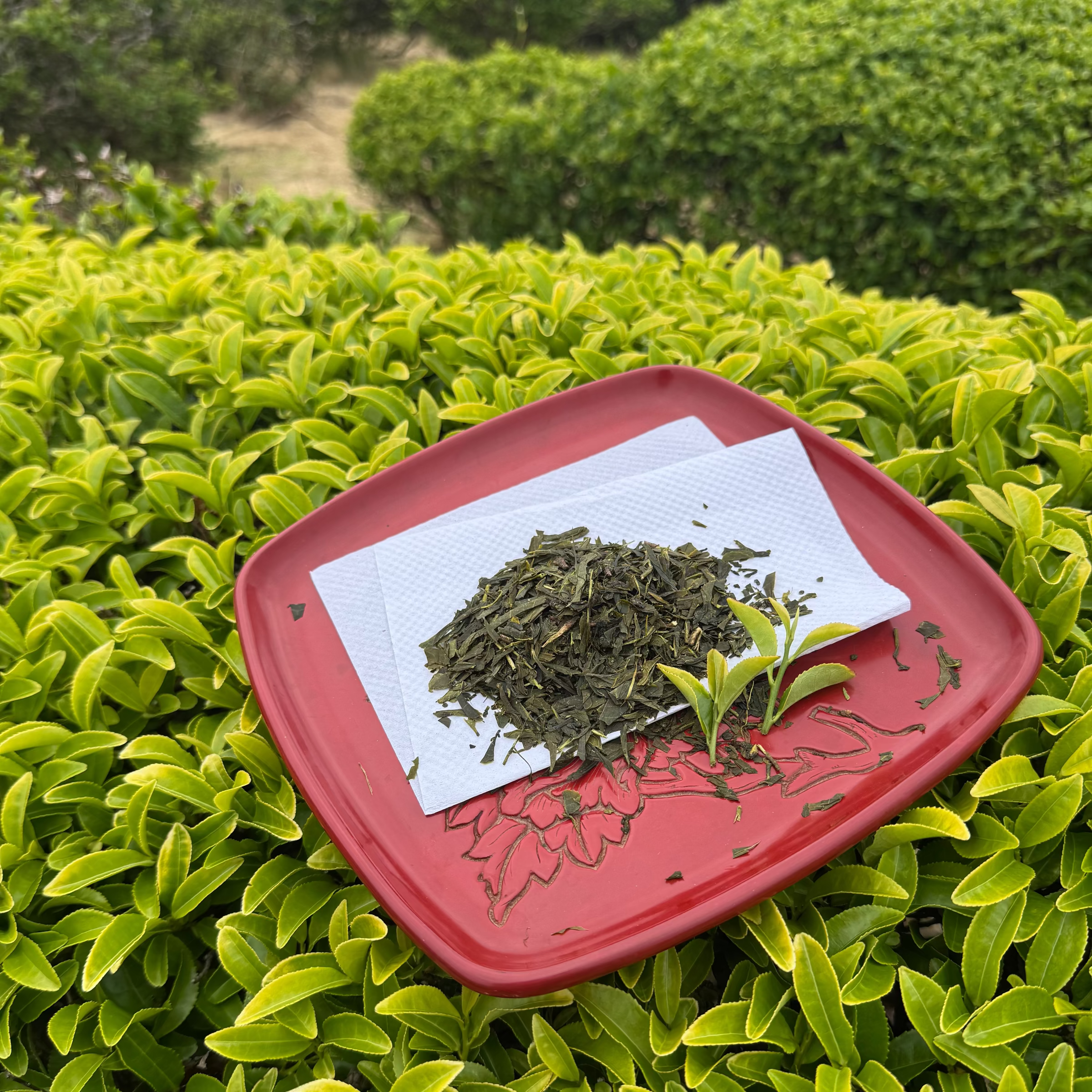 酸茶 170年栽培期間農薬不使用、化学肥料不使用 北限の新潟村上茶