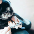 飼い主とペットのためのペット用爪ヤスリ「dogood(ドッグット)」