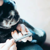 飼い主とペットのためのペット用爪ヤスリ「dogood(ドッグット)」